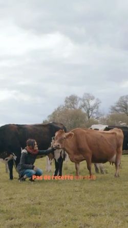 Vaches dans un pré avec une personne les caressant, illustrant l'origine bio des produits de Bioburger Rosa Parks.